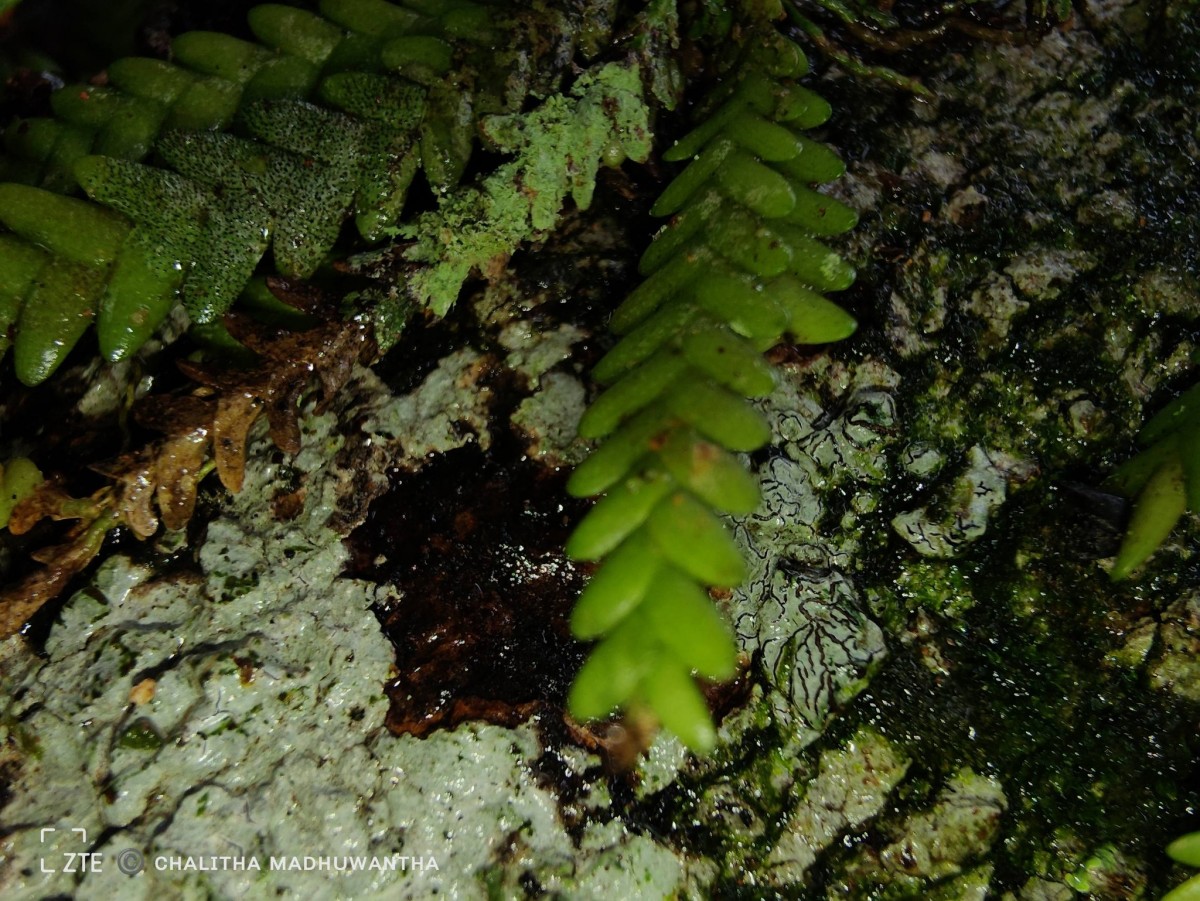 Podochilus saxatilis Lindl.